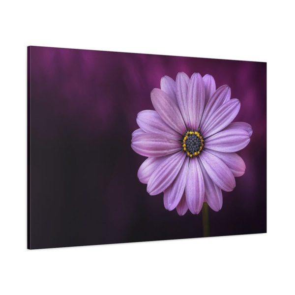 91638-190.jpg Purple Daisy Flower Standard Canvas