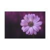 91638-191.jpg Purple Daisy Flower Standard Canvas