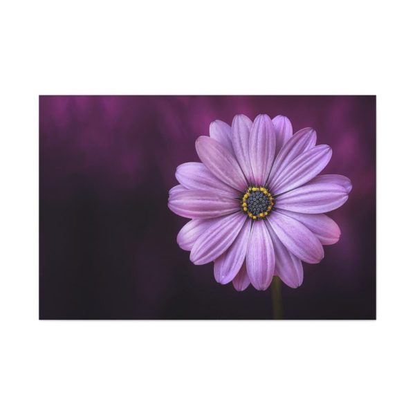 91638-191.jpg Purple Daisy Flower Standard Canvas