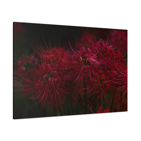 Red Spider Lilies Standard Canvas