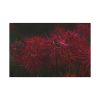 Red Spider Lilies Standard Canvas