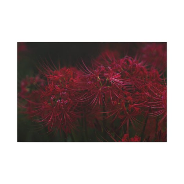 Red Spider Lilies Standard Canvas