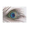 91638-226.jpg Peacock Feather Standard Canvas