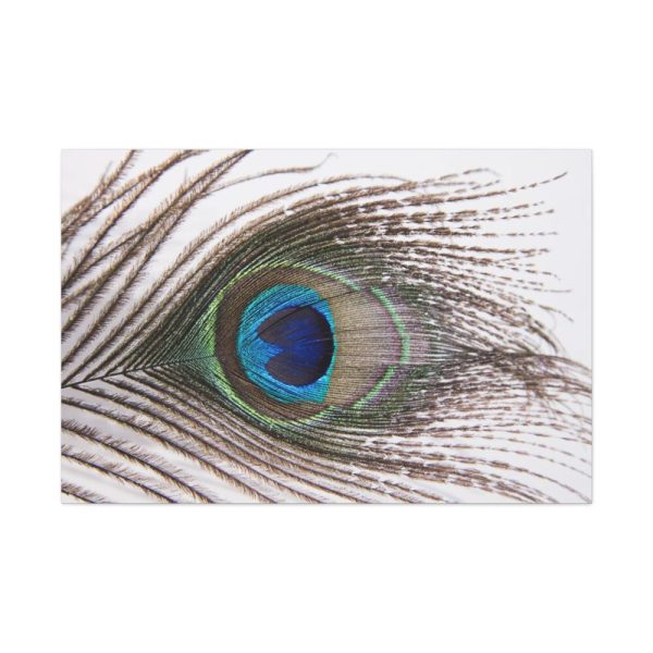 91638-226.jpg Peacock Feather Standard Canvas