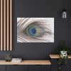 91638-228.jpg Peacock Feather Standard Canvas