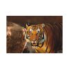 Tiger Roaring Standard Canvas