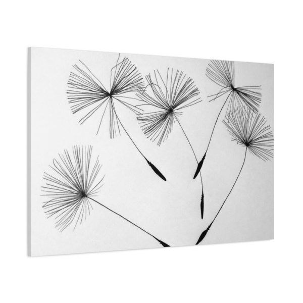 91638-520.jpg Dandelion Flower Standard Canvas