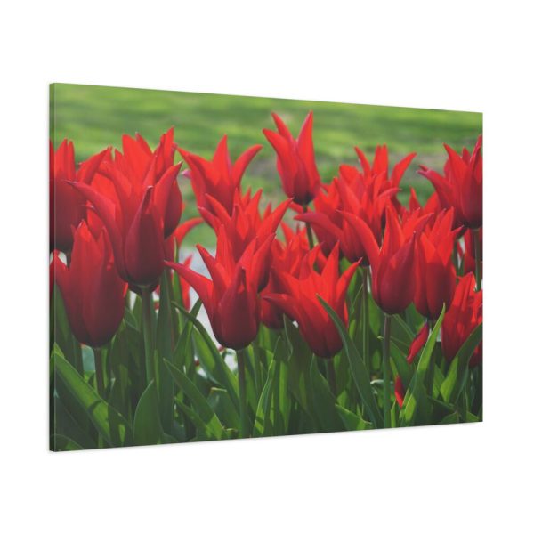 91638-605.jpg Vibrant Red Tulips Bloom in a Field Standard Canvas