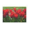 91638-606.jpg Vibrant Red Tulips Bloom in a Field Standard Canvas