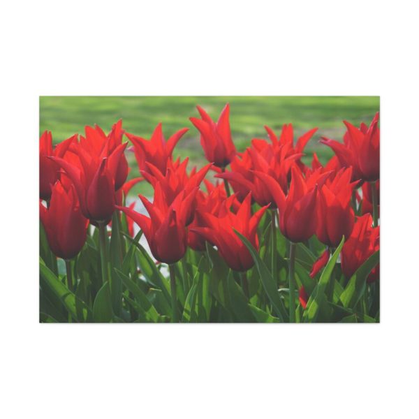 91638-606.jpg Vibrant Red Tulips Bloom in a Field Standard Canvas