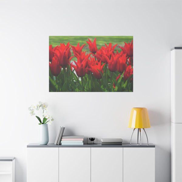 91638-607.jpg Vibrant Red Tulips Bloom in a Field Standard Canvas
