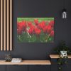 91638-608.jpg Vibrant Red Tulips Bloom in a Field Standard Canvas