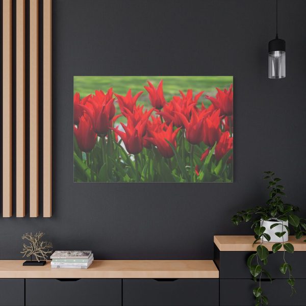 91638-608.jpg Vibrant Red Tulips Bloom in a Field Standard Canvas