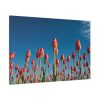 A Low-Angle Shot of a Field of Red Tulips Standard Canvas
