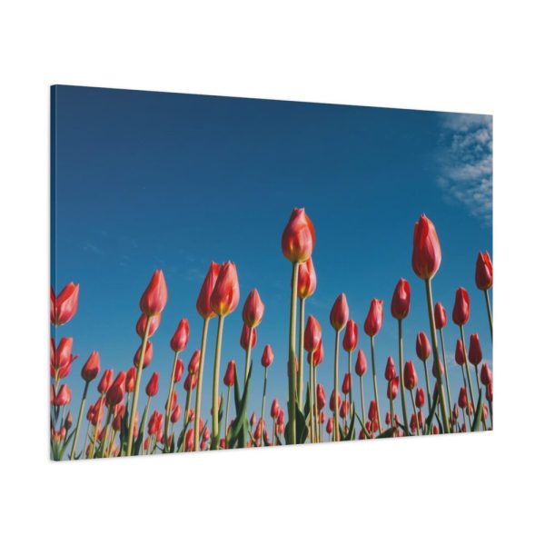 A Low-Angle Shot of a Field of Red Tulips Standard Canvas