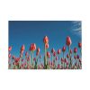 A Low-Angle Shot of a Field of Red Tulips Standard Canvas