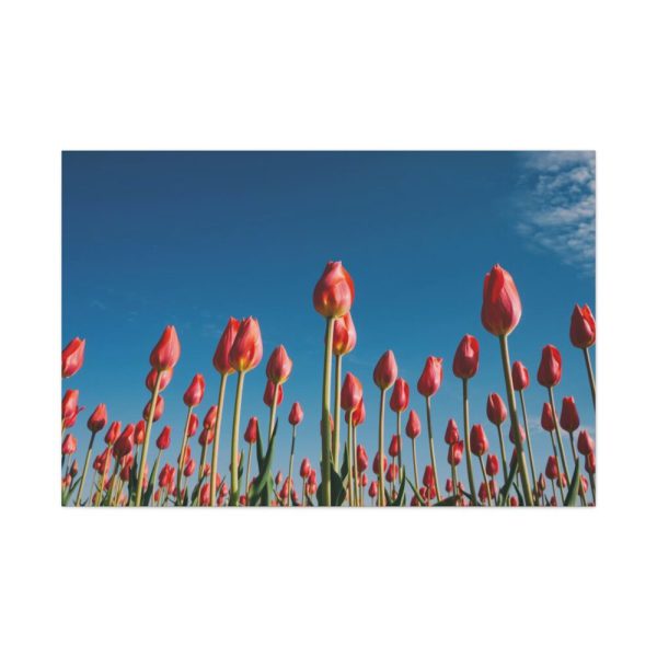 A Low-Angle Shot of a Field of Red Tulips Standard Canvas