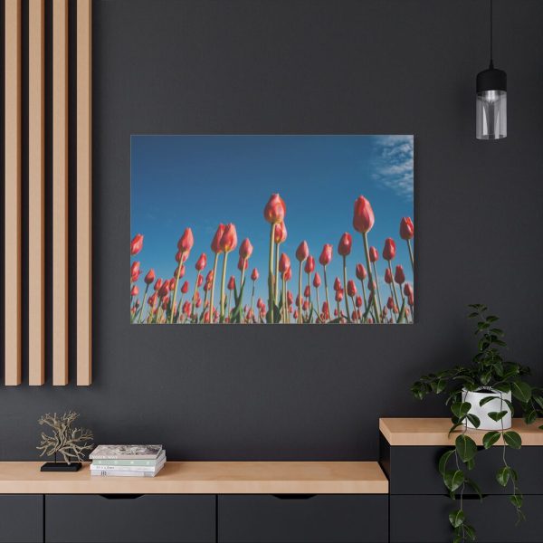 A Low-Angle Shot of a Field of Red Tulips Standard Canvas