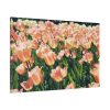 A Large Grouping of Light Tulips in Sunlight Standard Canvas