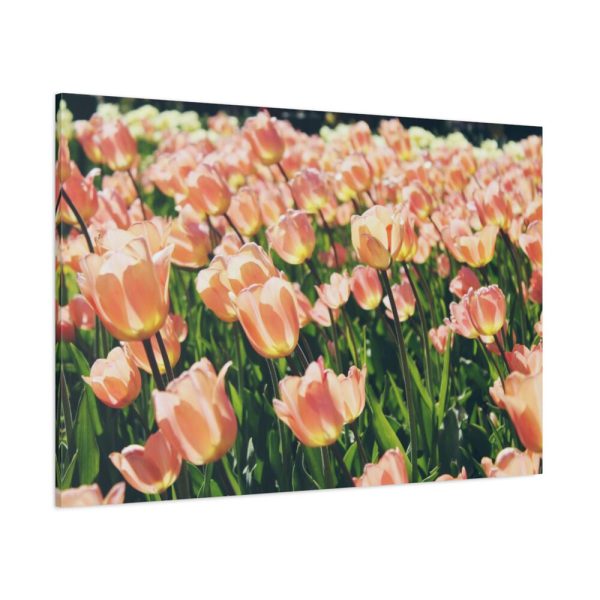 A Large Grouping of Light Tulips in Sunlight Standard Canvas