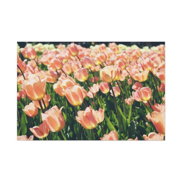 A Large Grouping of Light Tulips in Sunlight Standard Canvas