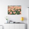 A Large Grouping of Light Tulips in Sunlight Standard Canvas
