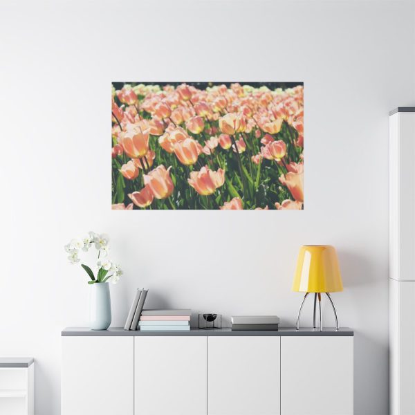 A Large Grouping of Light Tulips in Sunlight Standard Canvas