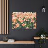A Large Grouping of Light Tulips in Sunlight Standard Canvas