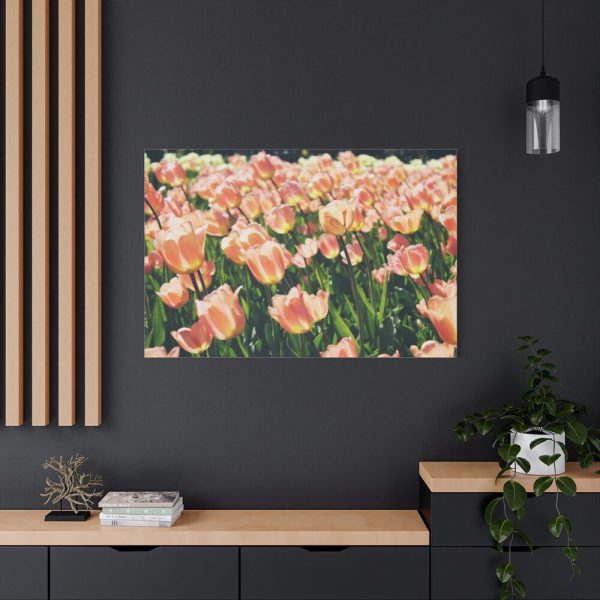 A Large Grouping of Light Tulips in Sunlight Standard Canvas