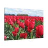 91638-670.jpg Red Tulip Field Standard Canvas