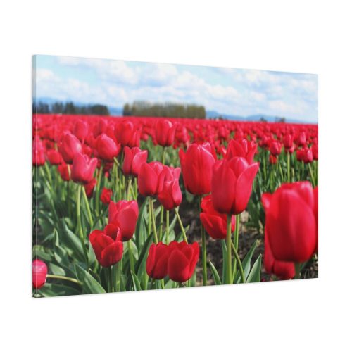 Red Tulip Field Standard Canvas