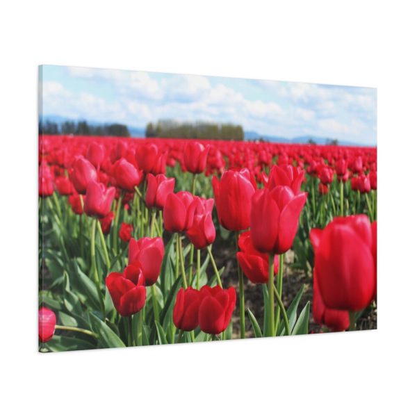 91638-670.jpg Red Tulip Field Standard Canvas