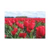 91638-671.jpg Red Tulip Field Standard Canvas