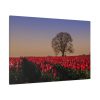 91638-675.jpg Tulips Field Standard Canvas