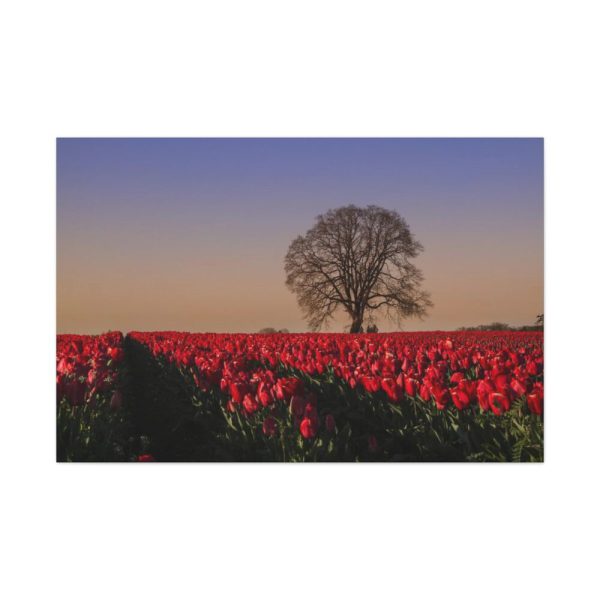 91638-676.jpg Tulips Field Standard Canvas
