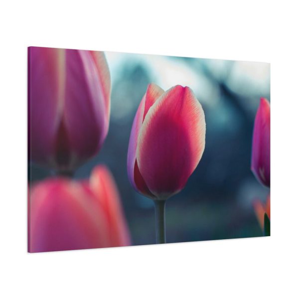 91638-680.jpg Blooming Pink Tulips in the Evening Light Standard Canvas