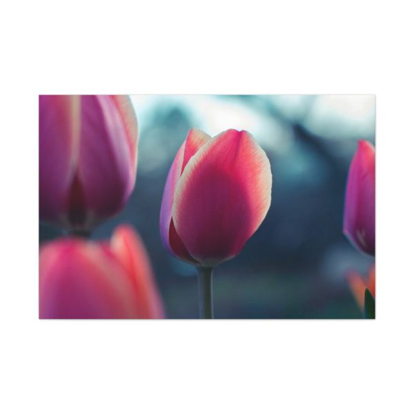 91638-681.jpg Blooming Pink Tulips in the Evening Light Standard Canvas