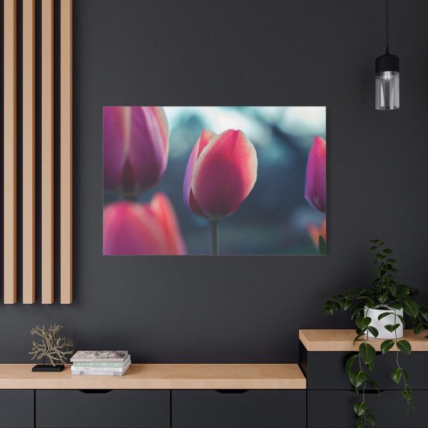 91638-683.jpg Blooming Pink Tulips in the Evening Light Standard Canvas