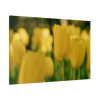 91638-685.jpg Yellow Tulips Blooming in the Field Standard Canvas