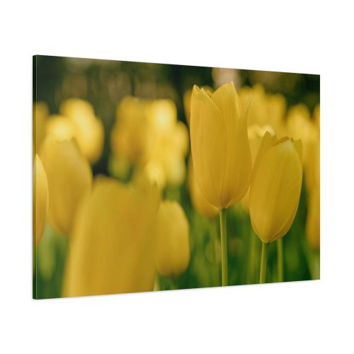 91638-685.jpg Yellow Tulips Blooming in the Field Standard Canvas