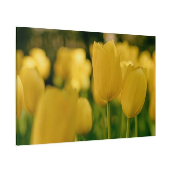 91638-685.jpg Yellow Tulips Blooming in the Field Standard Canvas