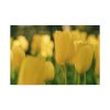 91638-686.jpg Yellow Tulips Blooming in the Field Standard Canvas