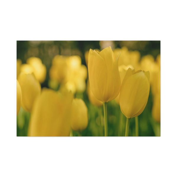 91638-686.jpg Yellow Tulips Blooming in the Field Standard Canvas