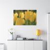 91638-687.jpg Yellow Tulips Blooming in the Field Standard Canvas