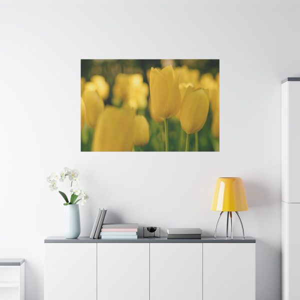 91638-687.jpg Yellow Tulips Blooming in the Field Standard Canvas