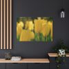 91638-688.jpg Yellow Tulips Blooming in the Field Standard Canvas
