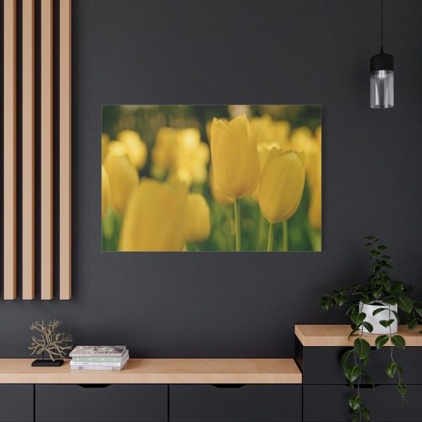91638-688.jpg Yellow Tulips Blooming in the Field Standard Canvas