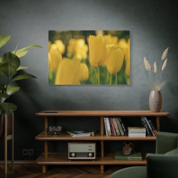 91638-689.jpg Yellow Tulips Blooming in the Field Standard Canvas