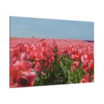 Pink Tulip Field Standard Canvas