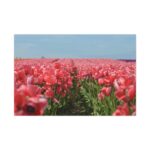 Pink Tulip Field Standard Canvas - Image 2
